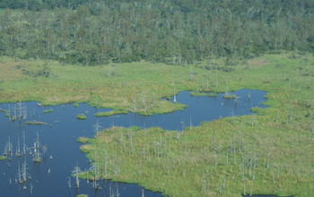 Dead trees mark an area in Houma, Louisiana, transitioning from a forested swamp to a grassy marsh.